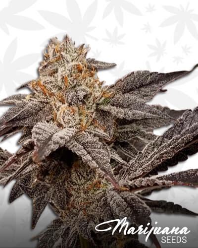 don mega strain|don mega strain seeds.